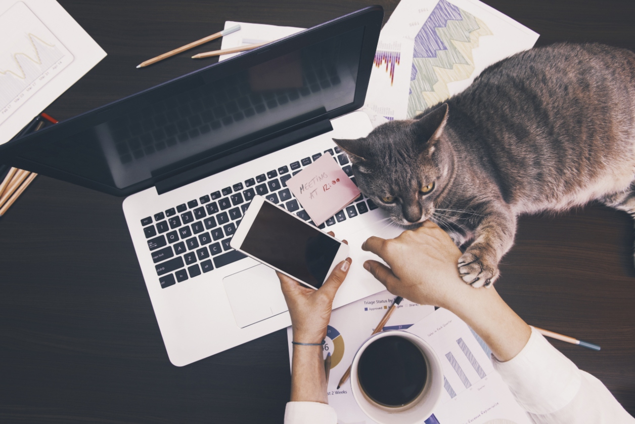 A person works on a laptop surrounded by documents and holds a smartphone as a gray cat lies across the keyboard. A cup of coffee is placed nearby.