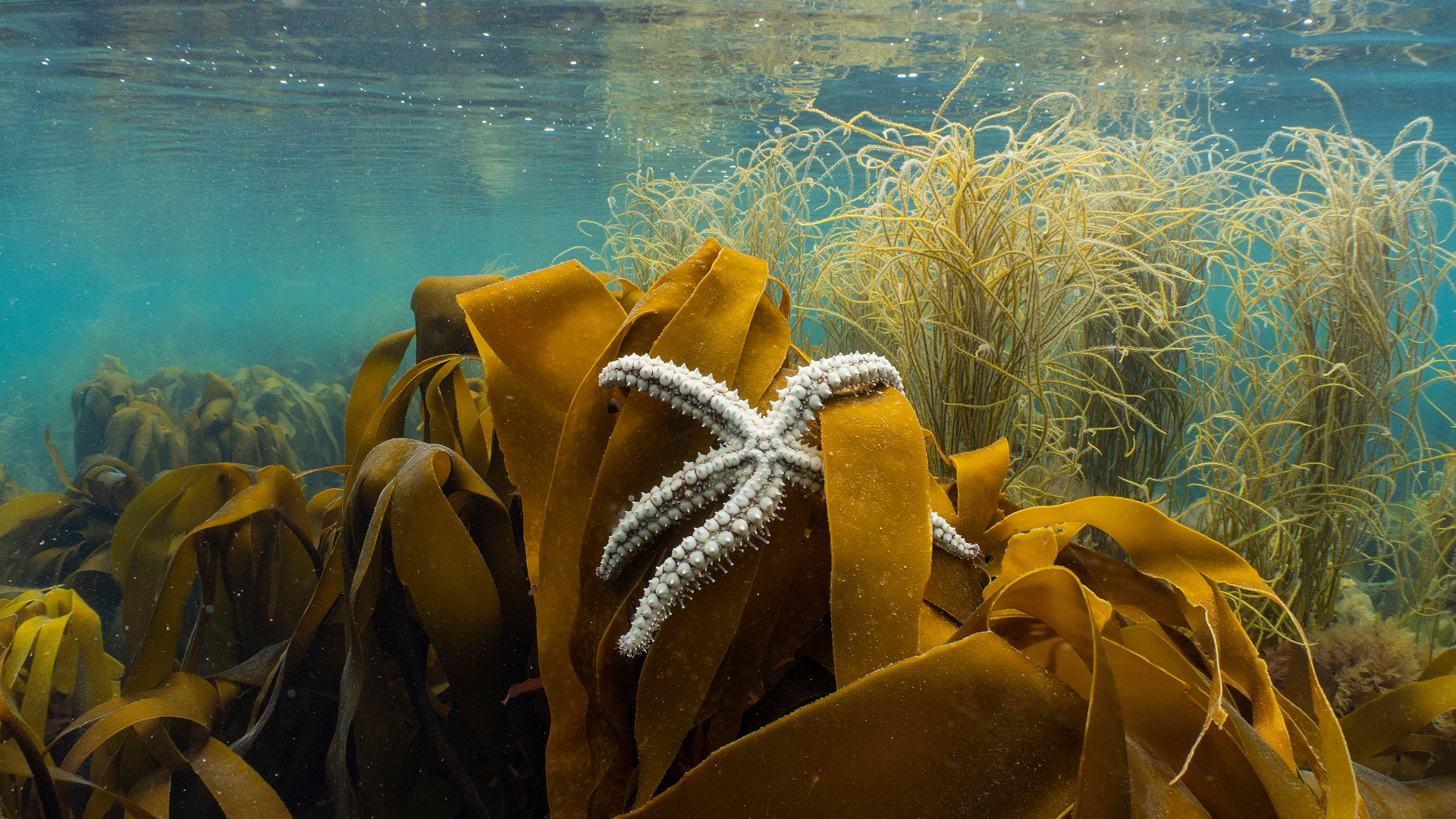 A starfish rests on brown kelp under clear blue water, with sea grass visible in the background.